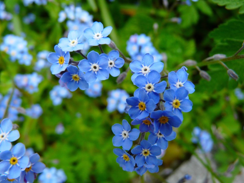 forget me not flower meadow wild flower blossom 4k
