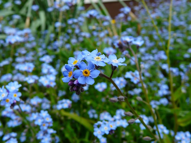 forget me not flower meadow wild flower blossom 4k