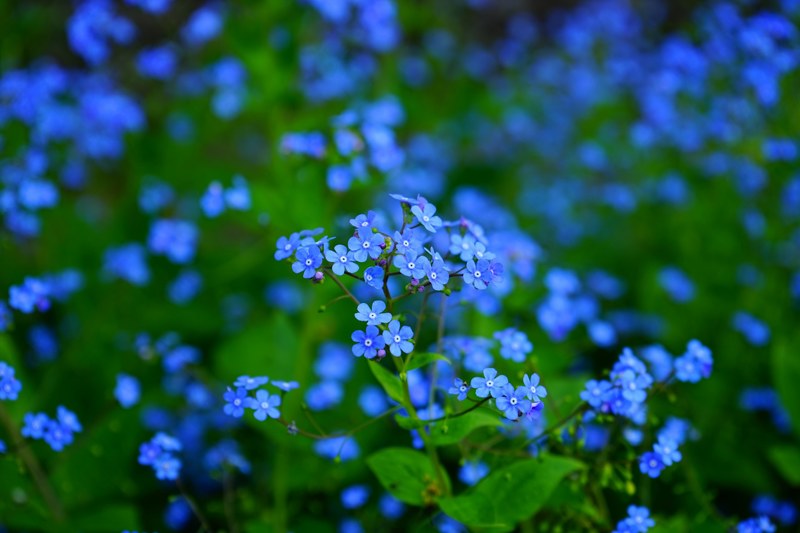 forget me not flower brunnera vergissmeinnicht 4k
