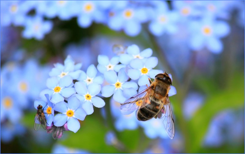 forget me not hoverfly fly flower blossom bloom 4k