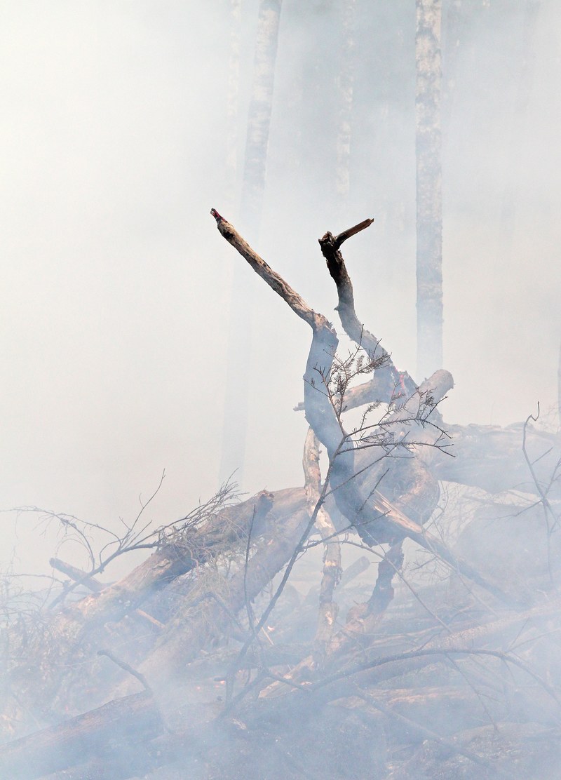 forest fire fire burning burning for conservation 4k