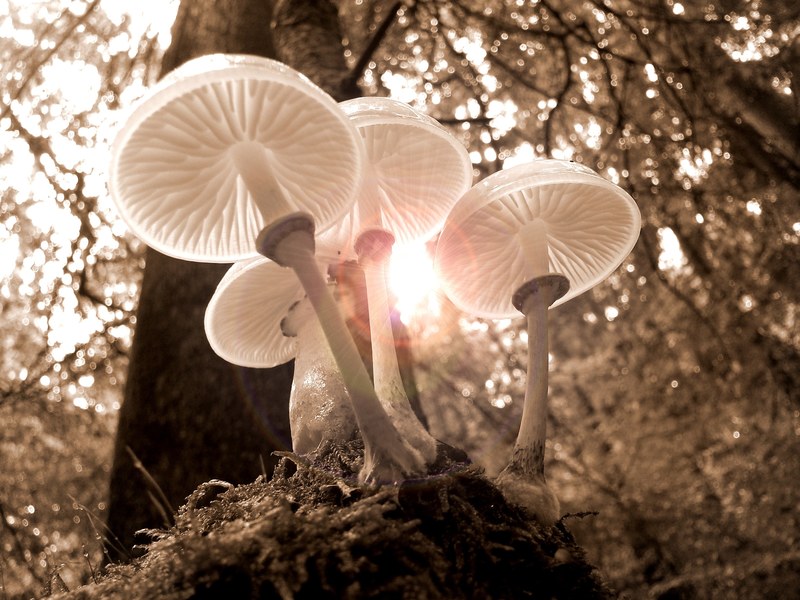 forest mushrooms nature autumn light tree 4k