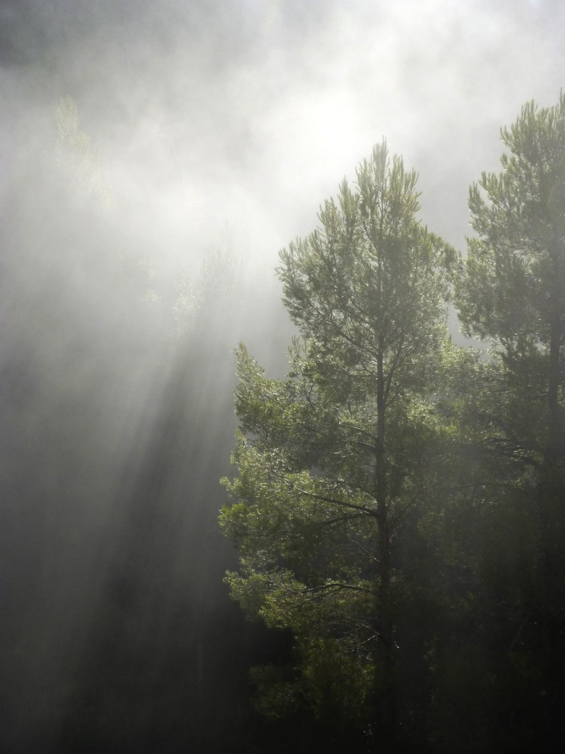 forest fog ray of sunshine chiaroscuro backlight 4k