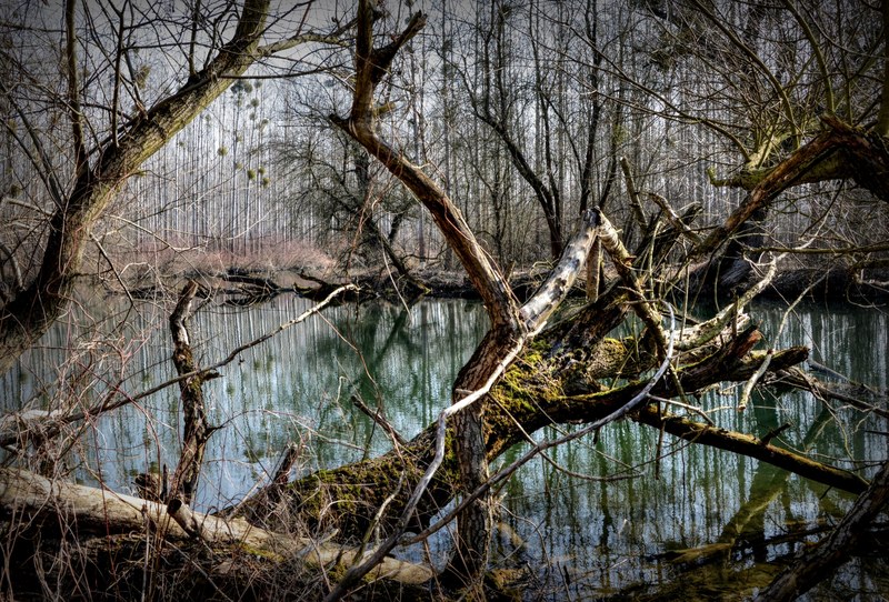 forest luhy the floodplain water river trees 4k