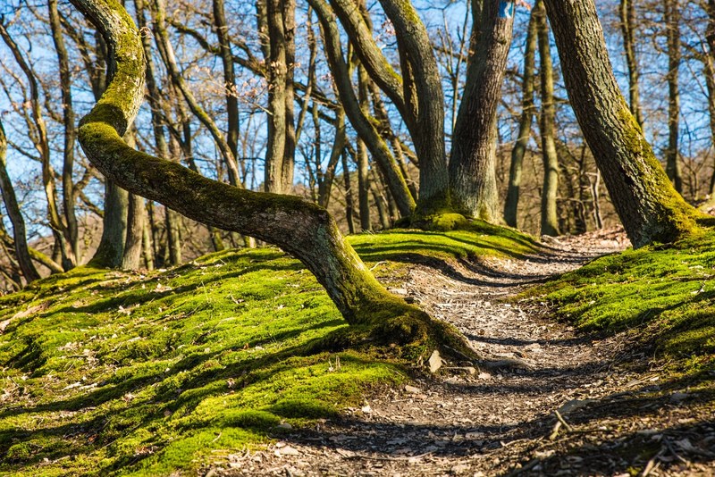 forest hiking trail away path moss autumn forest 4k