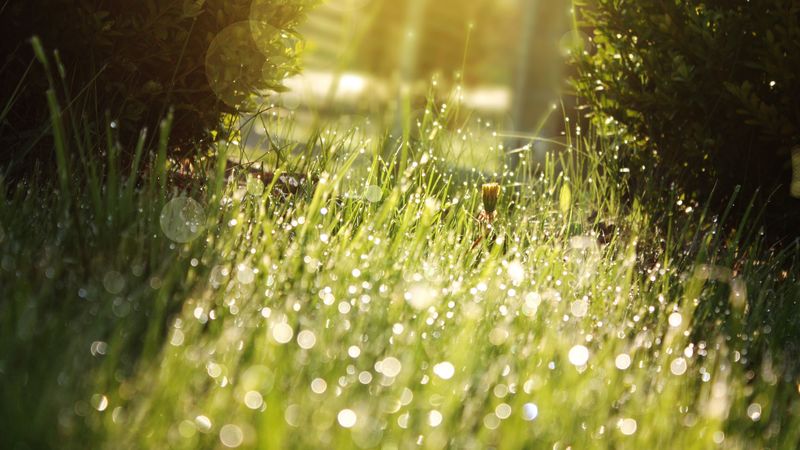 grass, drops, dew, shadow, 4k