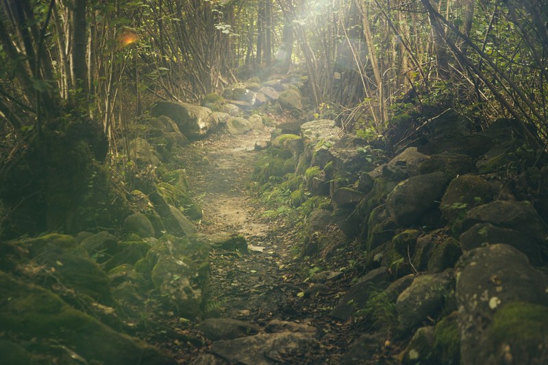 forest path mystical rocks fairytale sunlight 4k