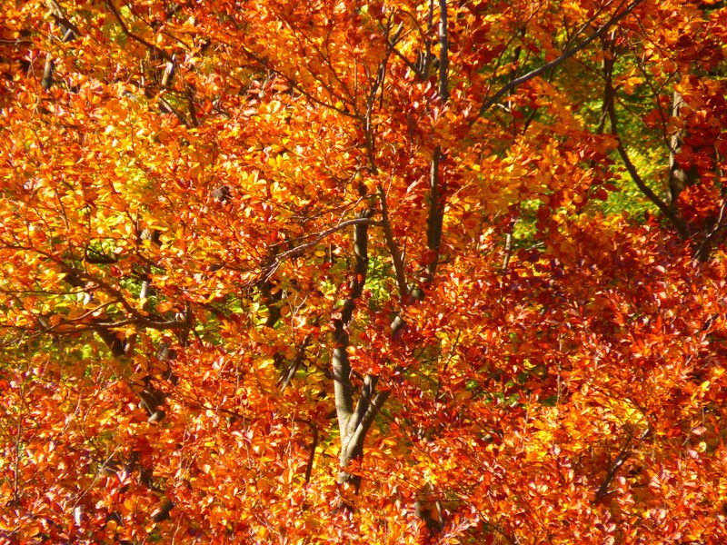 forest autumn forest colorful trees leaves autumn 4k