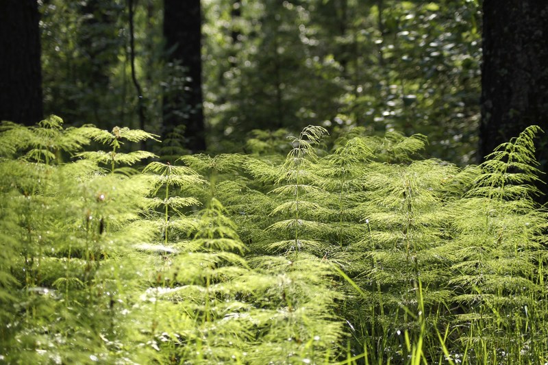 forest vegetation environment greenery leaves 4k