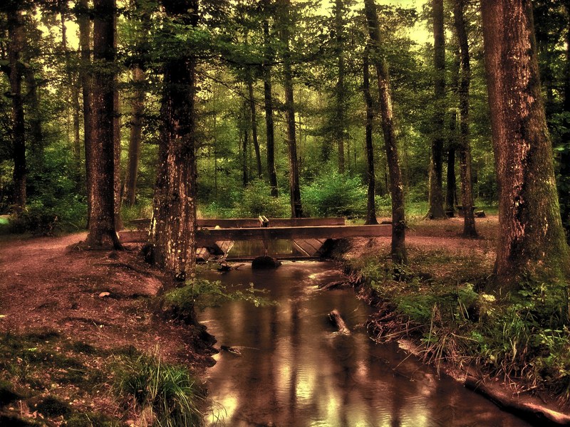 forest tree bach water running wave bridge pool 4k