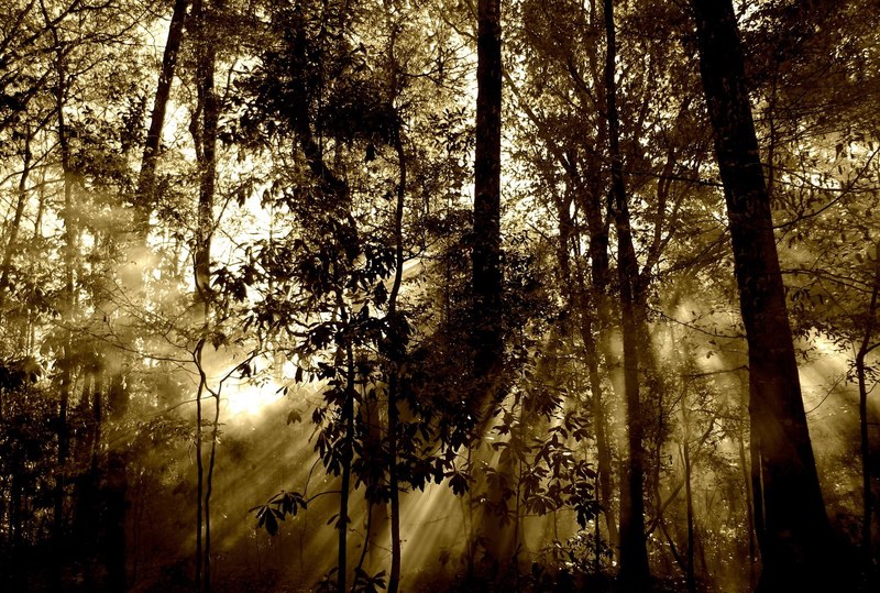 forest sun rays fog nature tree beam 4k