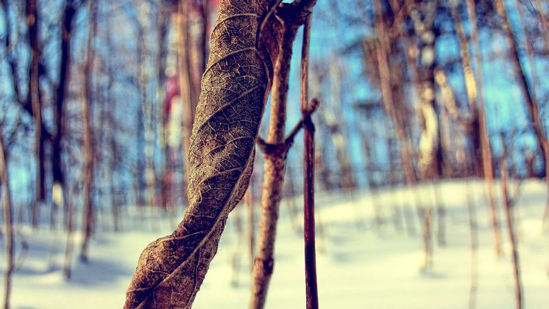 grass, snow, branch, dry, winter, 4k