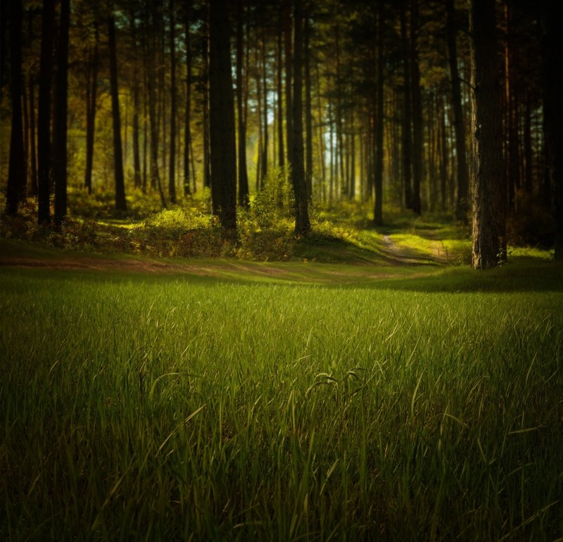 forest nature trees grass fantasy night mystical 4k