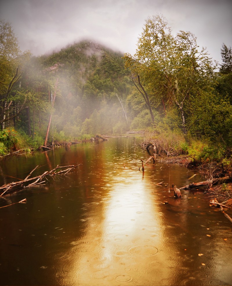 forest pond water rain summer beauty fog 4k