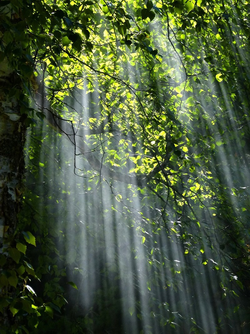 forest sunbeams trees sunlight light foliage 4k