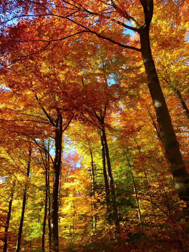forest autumn forest colorful trees leaves autumn 4k