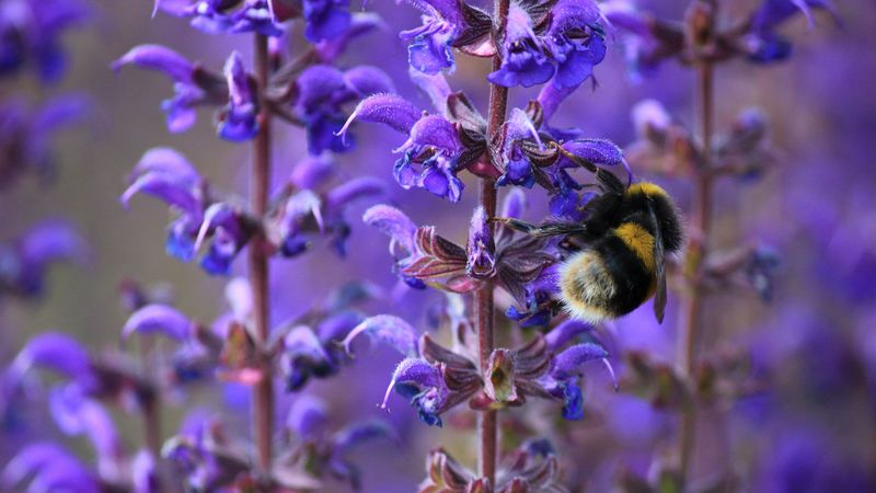 bumble bee, flower, plant, striped, insect, 4k