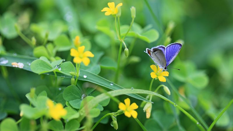 butterflies, grass, flowers, light, 4k