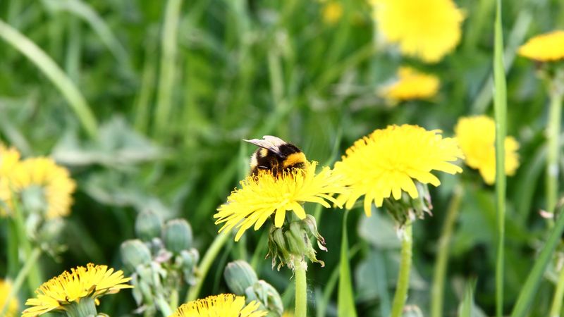 bumblebee, dandelion, pollination, grass, field, 4k