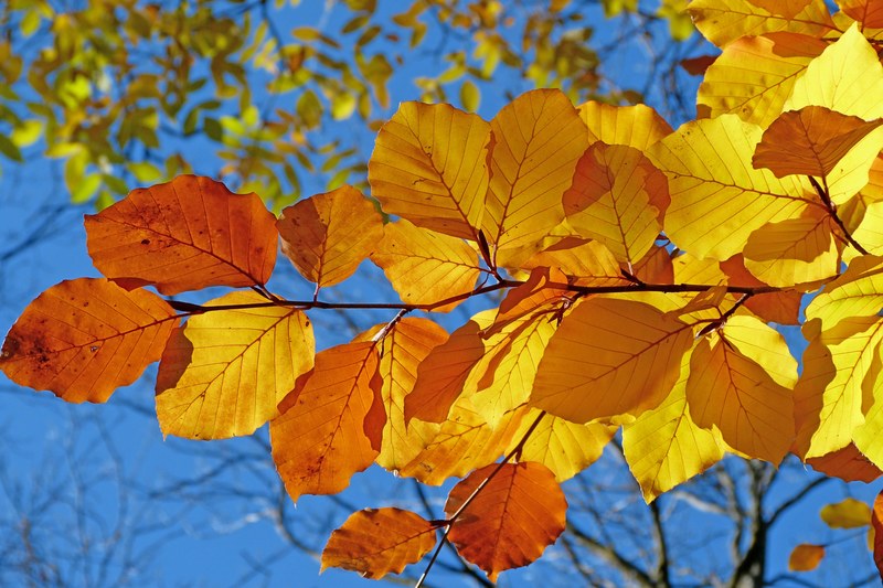 foliage beech leaves fall bright colors contrast 4k