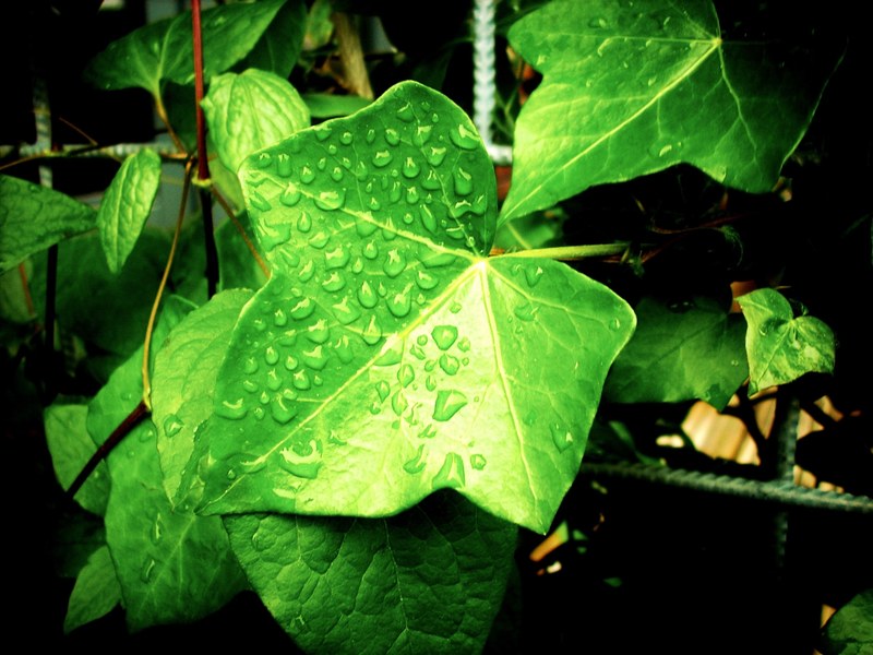 foliage vine climbing plant ivy clamberer creeper 4k