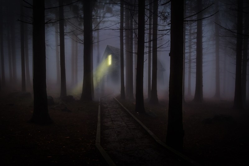 foggy mist forest trees spooky haunted wooden 4k