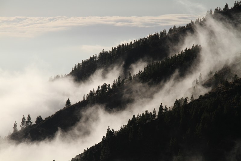fog forest mist mysterious vegetation 4k