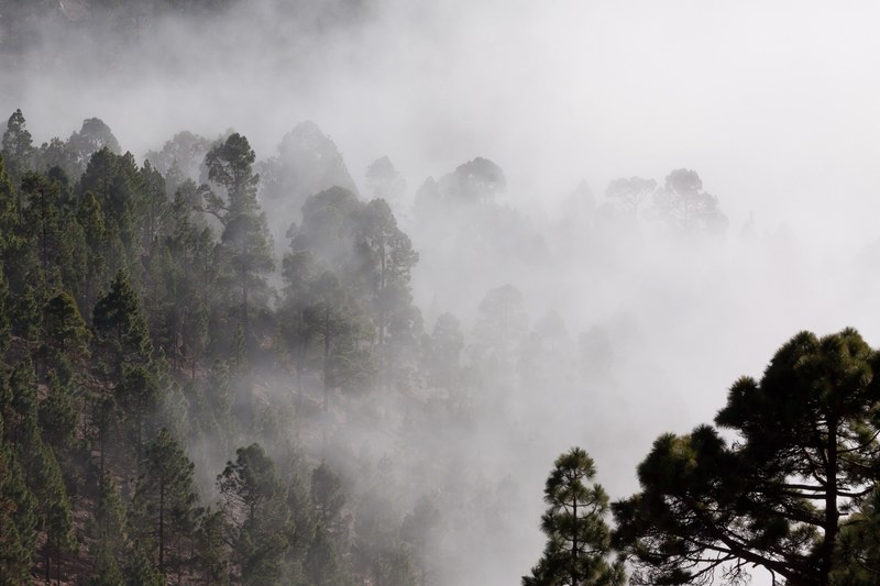 fog outlines pine trees mysterious landscape 4k