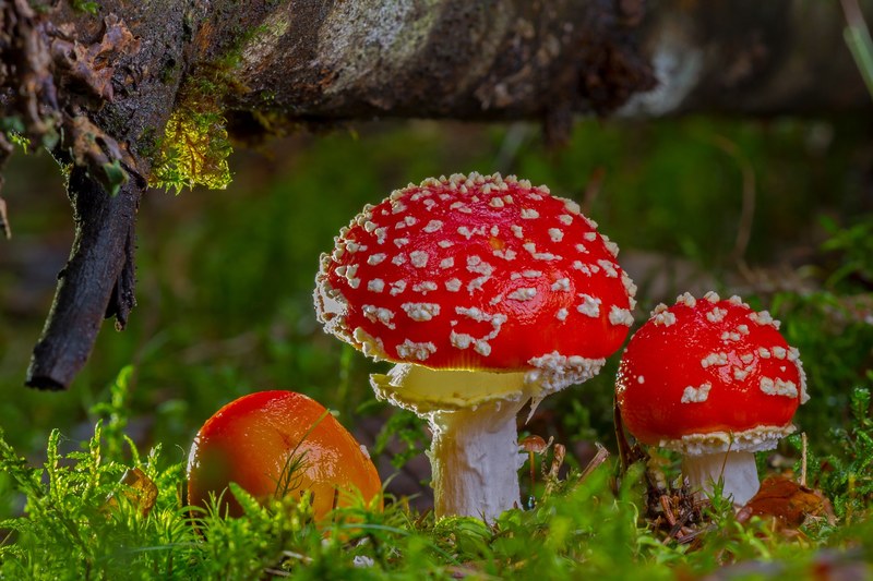 fly agaric mushroom red fly agaric mushroom autumn 4k