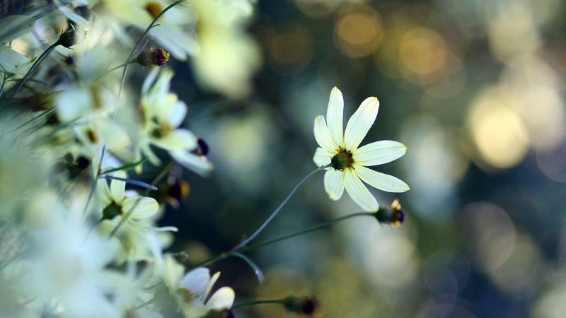 flowers, grass, faded, dull, 4k