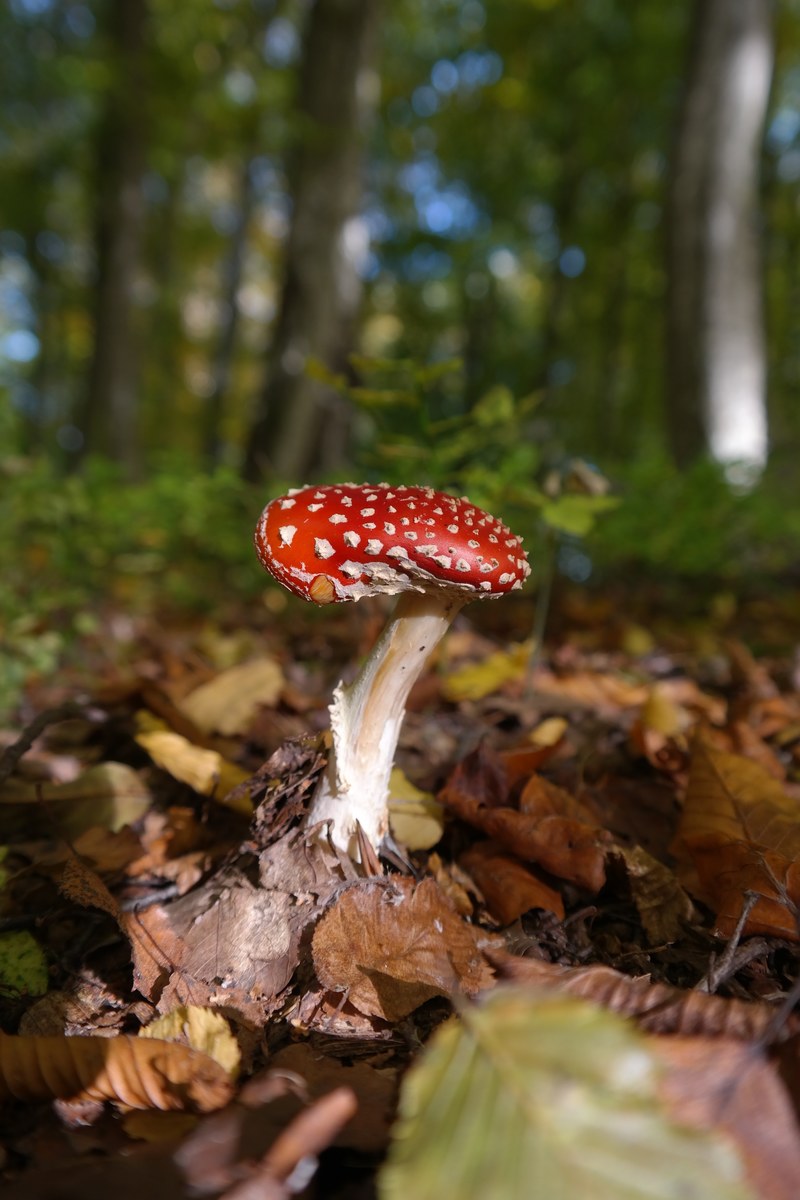 fly agaric mushroom red symbol of good luck 4k