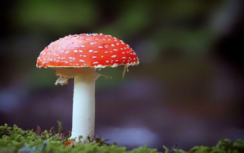 fly agaric mushroom nature red forest 4k