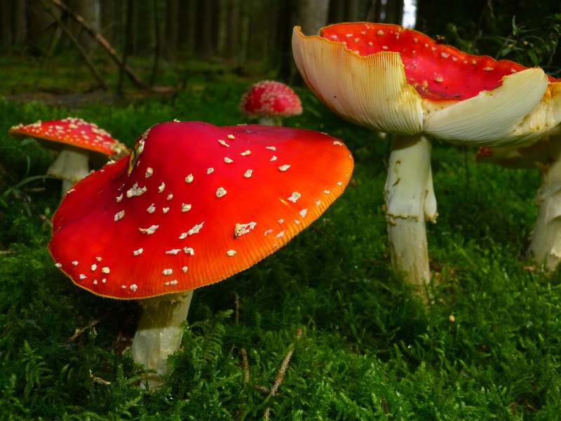 fly agaric mushrooms red fly agaric mushroom toxic 4k
