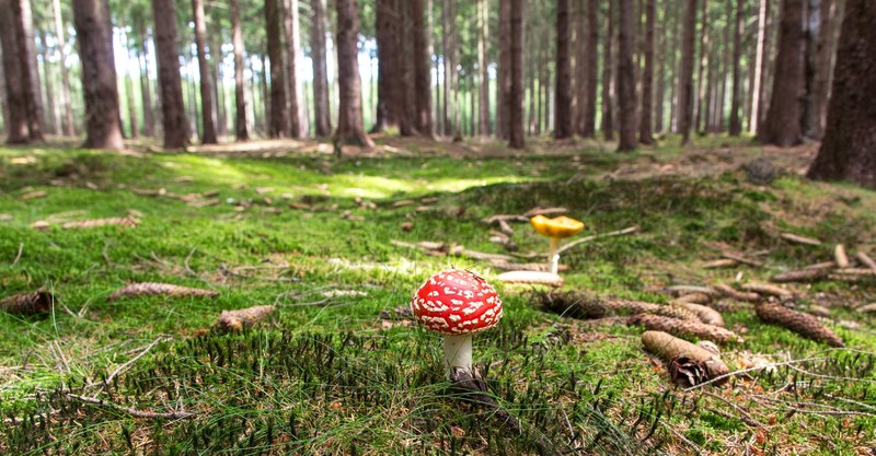 fly agaric mushroom forest forestry forest floor 4k