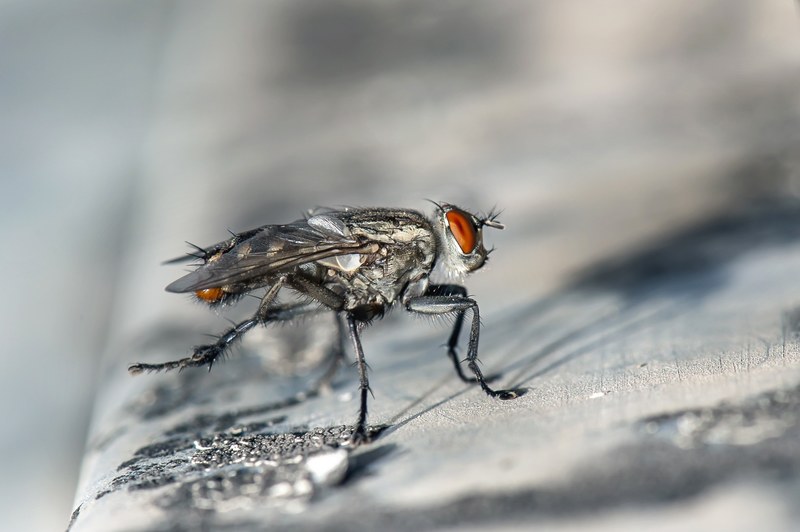 fly macro insect bug close 4k