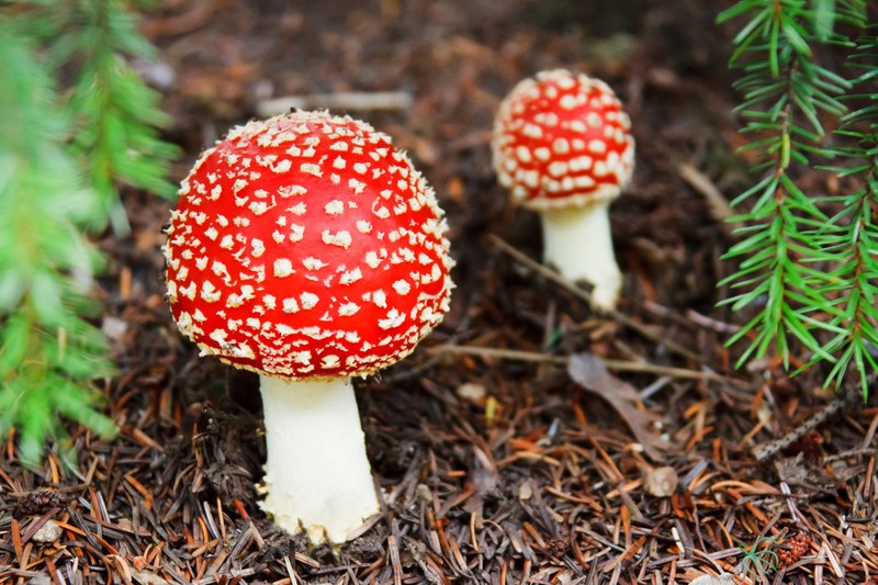 fly cap colorful danger fall forest fungi fungus 4k