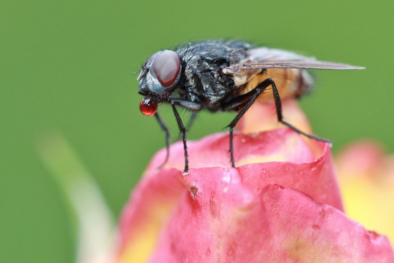 fly insect animal close fauna flower insect macro 4k