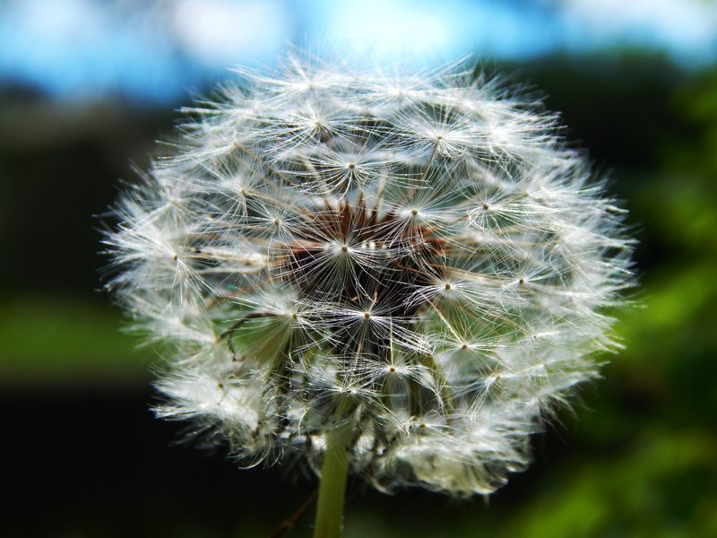 fluff dandelions dandelion medical macro flower 4k