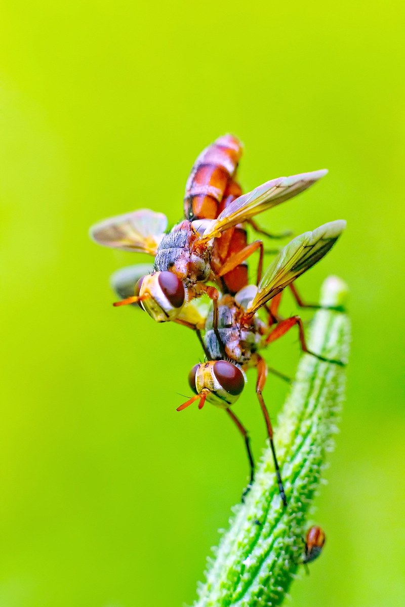 fly insects pair chennai india 4k