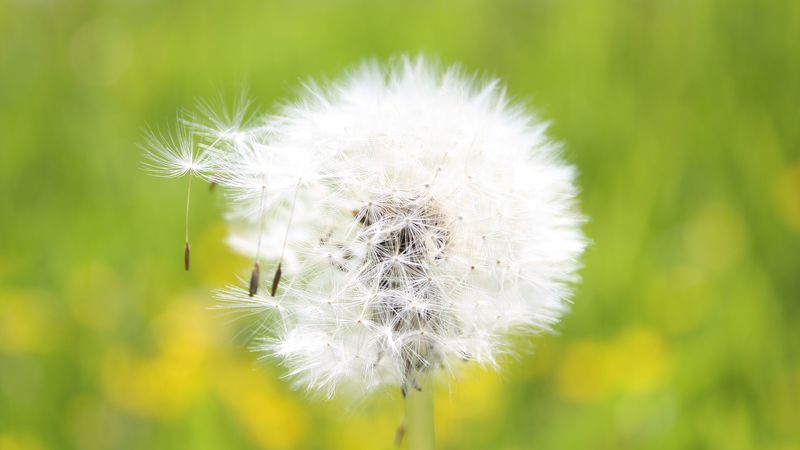 dandelion, grass, seeds, feathers, bright, 4k