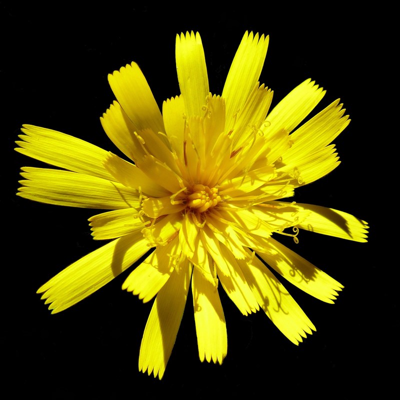 flowers macro nature yellow petal blossomed 4k