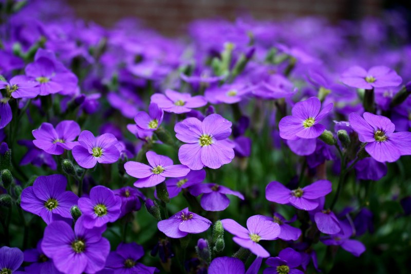 flowers purple ground cover close purple flower 4k