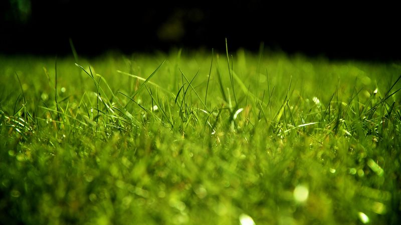 drops, dew, grass, surface, 4k