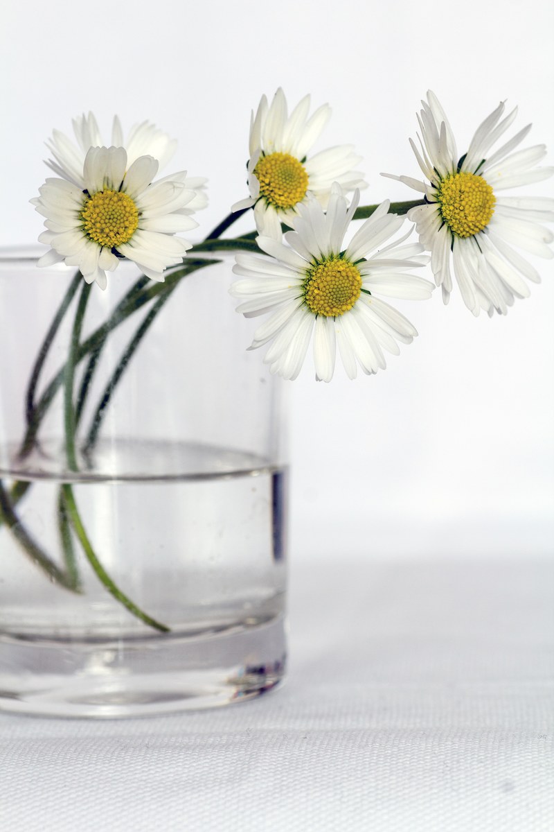 flowers still life daisy flower vase close 4k