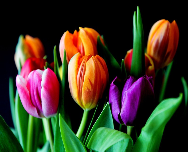 flowers tulips bouquet cut flowers colorful color 4k