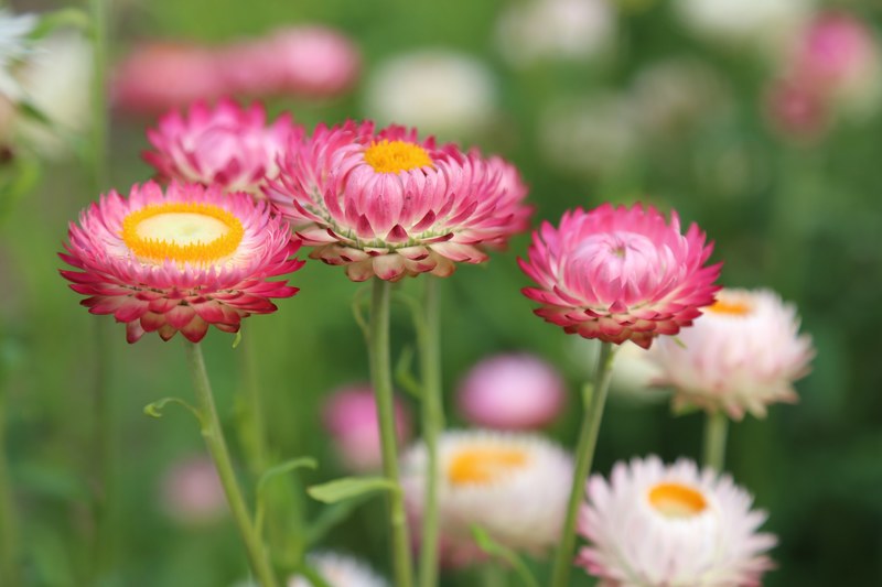 flowers flower meadow summer meadow nature flora 4k