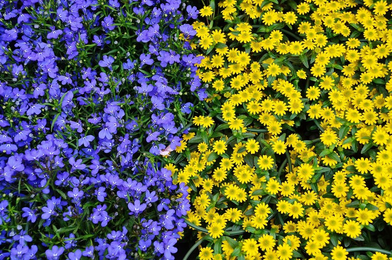 flowers plant nature blue yellow flora colours 4k