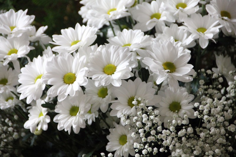 flowers plant bloom daisies white 4k