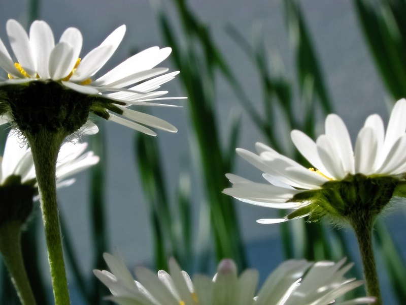 flowers flora daisy blossom bloom bloom white 4k