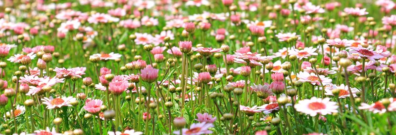 flower meadow wildflowers meadow spring green 4k
